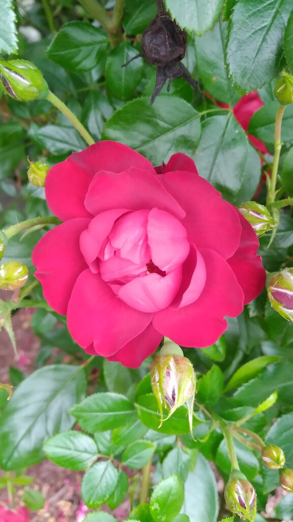 Rose by julie