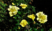 13th Jun 2022 -  Lovely Yellow Roses ~    