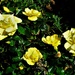  Lovely Yellow Roses ~     by happysnaps