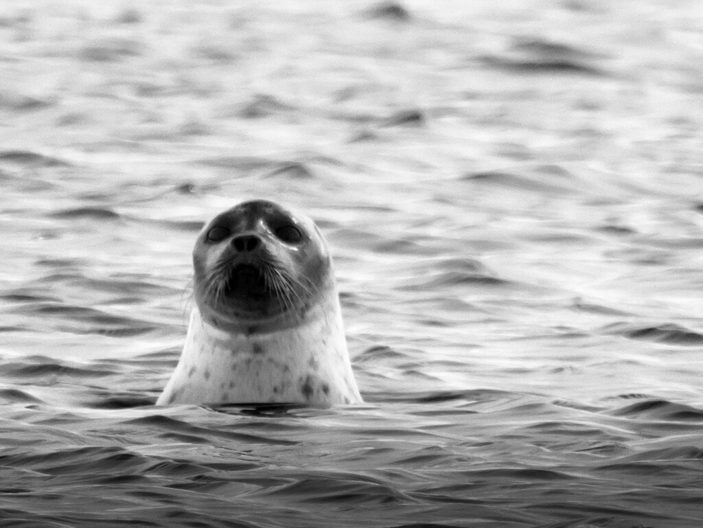 seal by northy