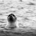 seal by northy