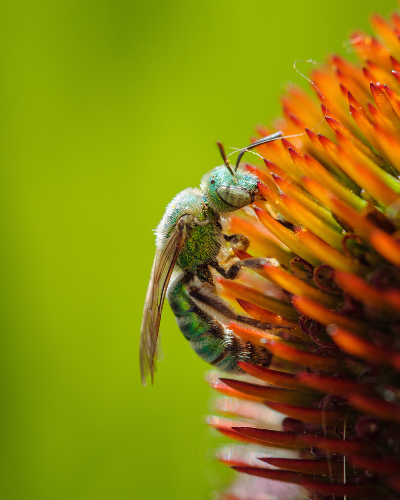 green sweat bee by aecasey