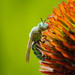 green sweat bee by aecasey