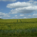 Barley Field by shannejw