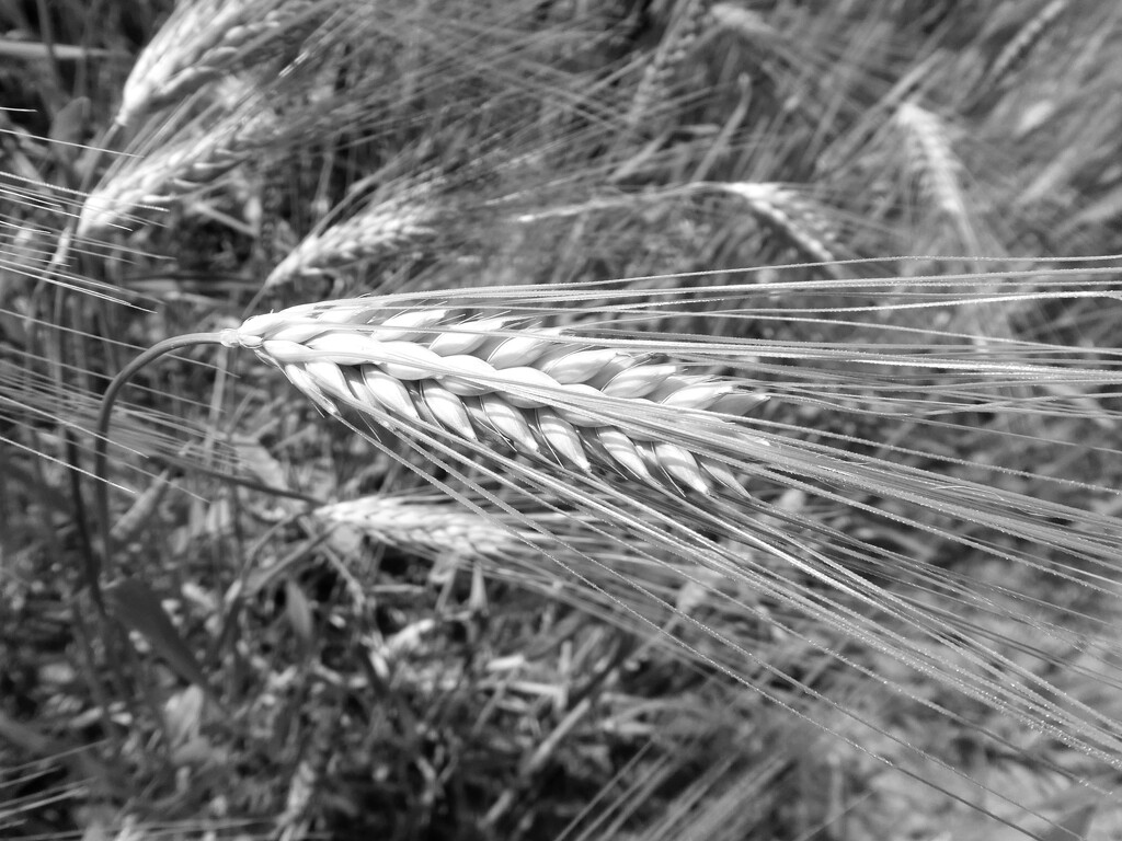 barley  by shannejw