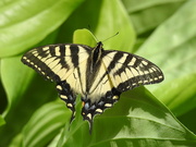 8th Jun 2021 - Eastern Tiger Swallowtail