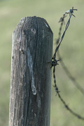12th Jun 2022 - The Old Barb Wire Fence