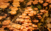 12th Jun 2022 - New Batch of Caramel Fungi!