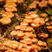 New Batch of Caramel Fungi! by rickster549