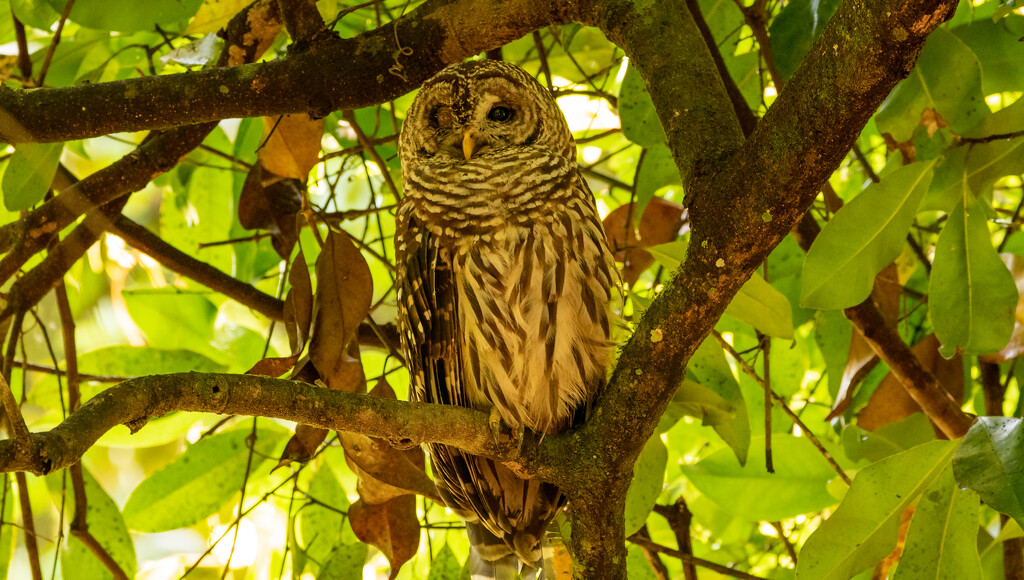Barred Owl, Watching for a Snack! by rickster549