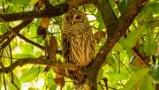12th Jun 2022 - Barred Owl, Watching for a Snack!