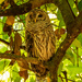 Barred Owl, Watching for a Snack! by rickster549