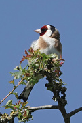 27th May 2022 - European Goldfinch