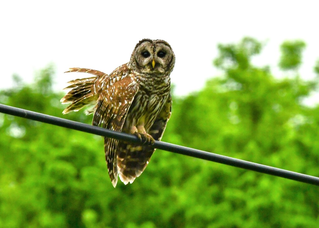 Barred Owl Strut by kareenking
