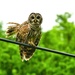 Barred Owl Strut