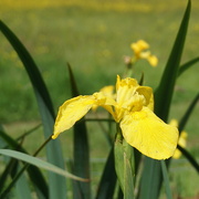 13th Jun 2022 - yellow iris by the pond...