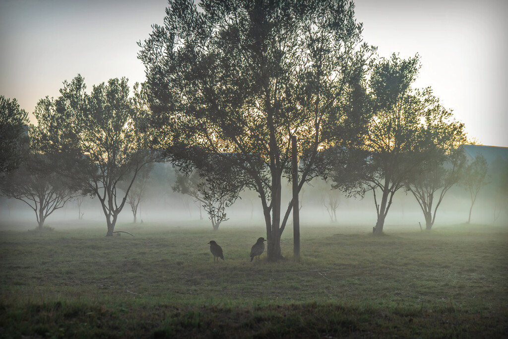 Fog in the olive grove by ludwigsdiana