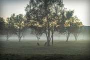 13th Jun 2022 - Fog in the olive grove