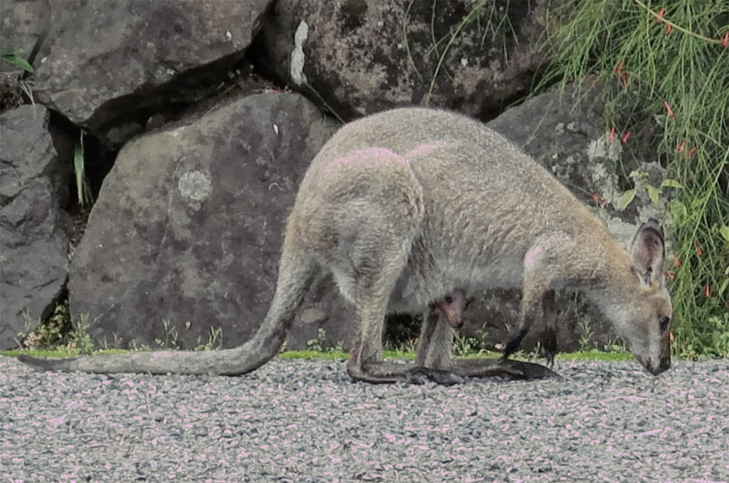 precious cargo by koalagardens