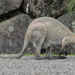 precious cargo by koalagardens