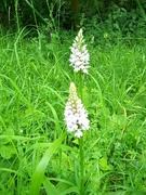 13th Jun 2022 - Common spotted orchid
