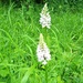 Common spotted orchid by 365projectorgjoworboys