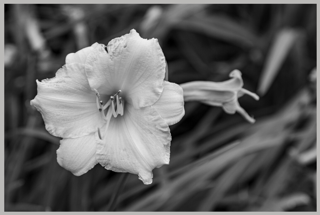 Flower in Black–and–White by hjbenson