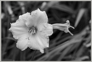 12th Jun 2022 - Flower in Black–and–White