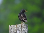 15th Jun 2021 - European Starling