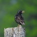 European Starling by sunnygreenwood
