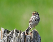 16th Jun 2021 - Savannah Sparrow