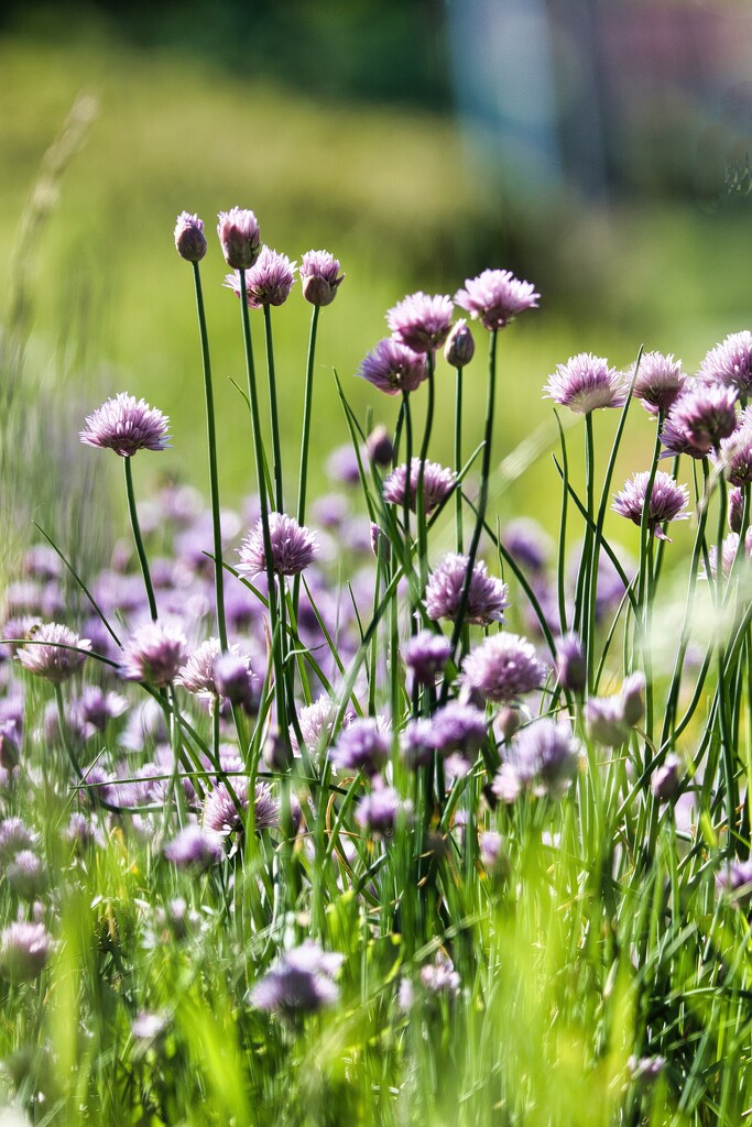 Chives by okvalle