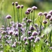 Chives by okvalle