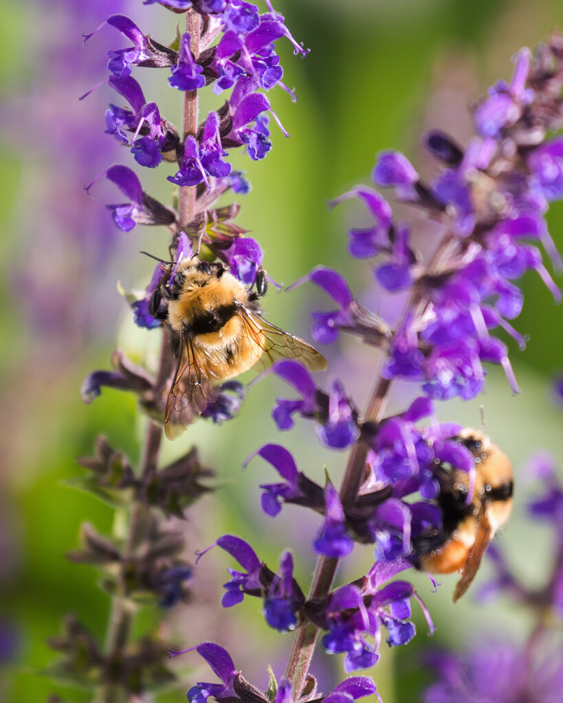 bumblebees by aecasey