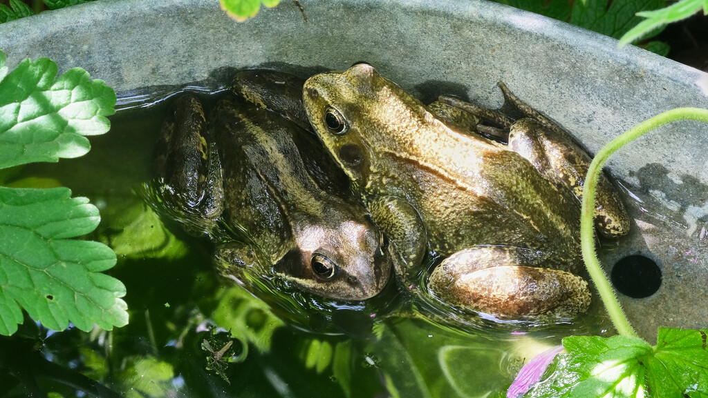 Frogs by kametty