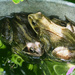 Frogs by kametty