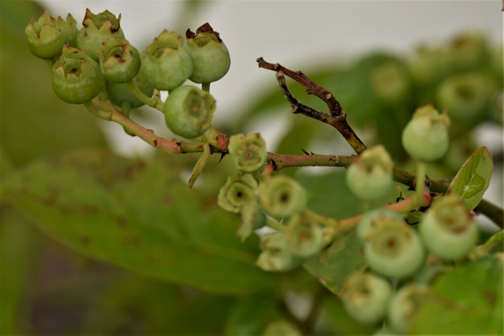 blueberries by christophercox