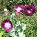 Purple Poppies by arkensiel