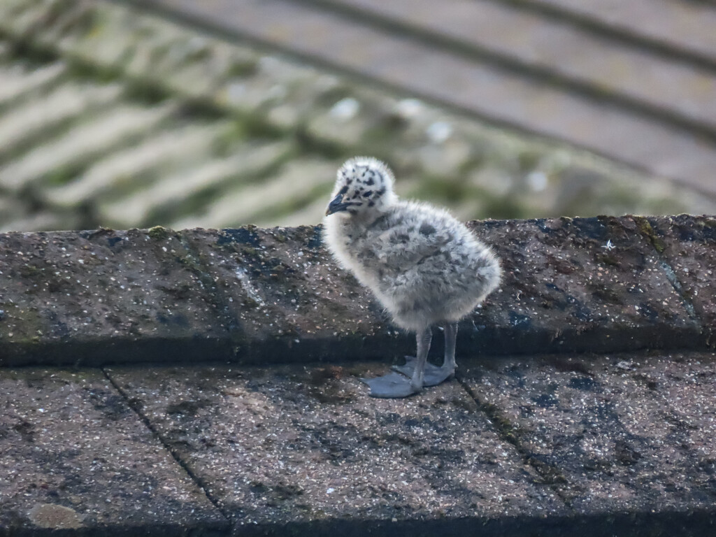 Baby Seagull by mumswaby