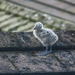 Baby Seagull by mumswaby