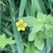 Little Yellow Flower  by spanishliz
