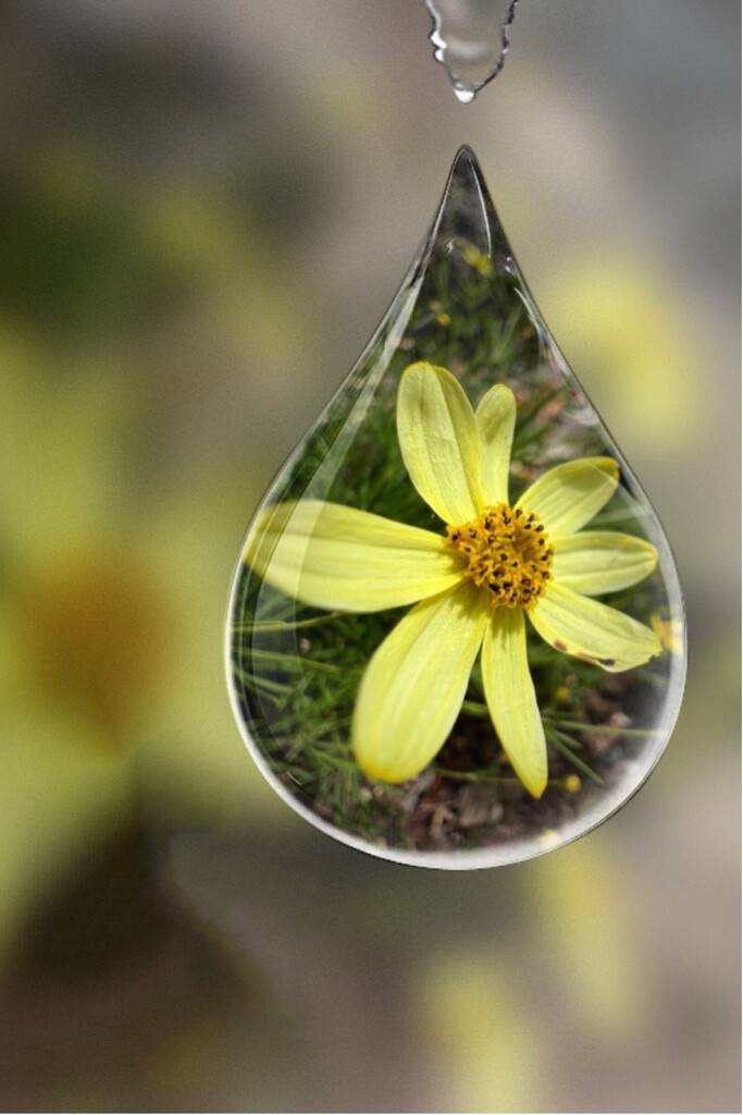 Coreopsis  by shutterbug49