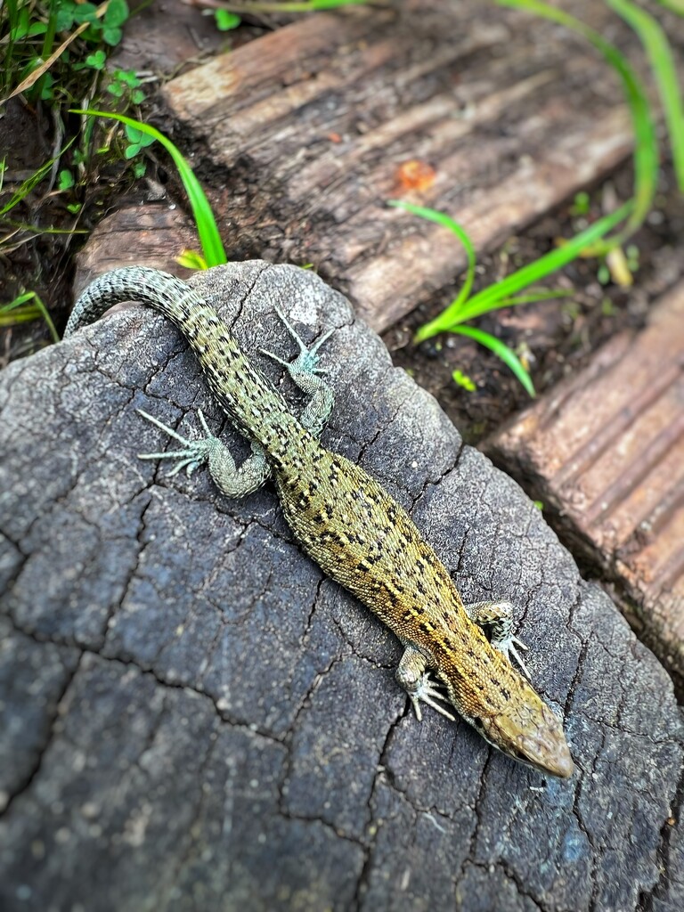 Common Lizard by mattjcuk