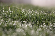 11th Jun 2022 - Wet Grass