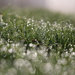 Wet Grass by lynnz