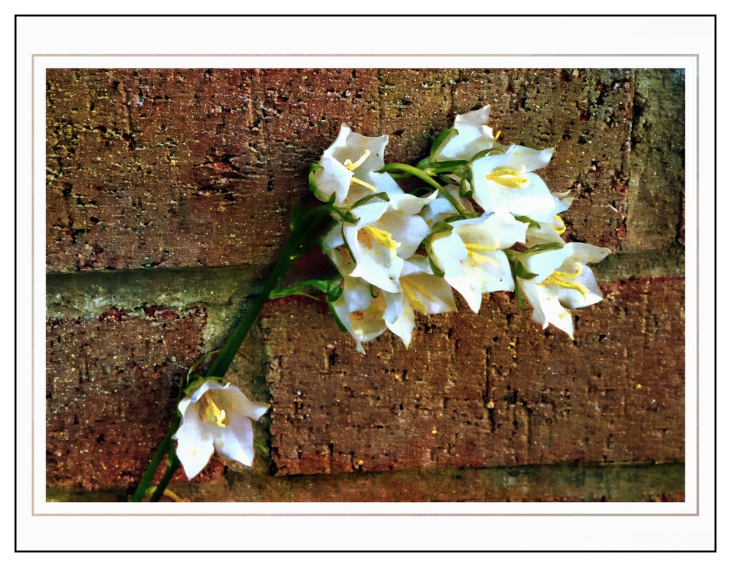 Campanula - white bell flower  by beryl