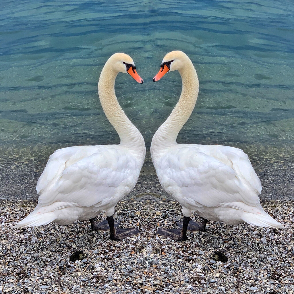 Heart swans.  by cocobella