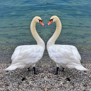 14th Jun 2022 - Heart swans. 