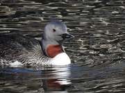 19th Jun 2021 - Red-throated Loon