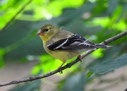 21st Jun 2021 - American Goldfinch